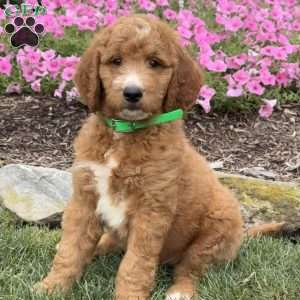 Dash, Goldendoodle Puppy