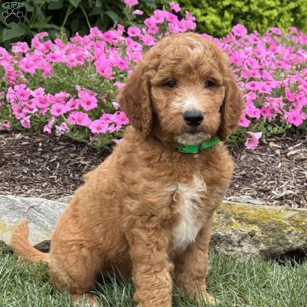 Dash, Goldendoodle Puppy