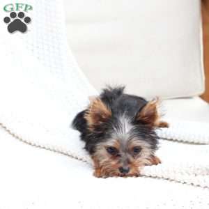 Daisy, Yorkie Puppy