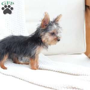 Daisy, Yorkie Puppy