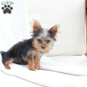 Daisy, Yorkie Puppy