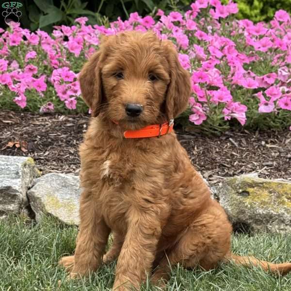 Delilah, Goldendoodle Puppy