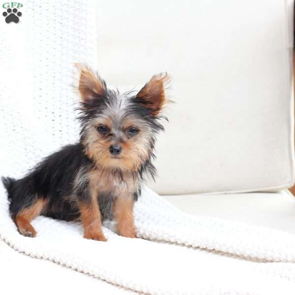 Daisy, Yorkie Puppy