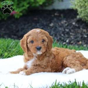 Wanda, Cavapoo Puppy