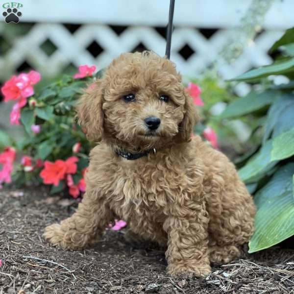 Bubbles, Shih-Poo Puppy