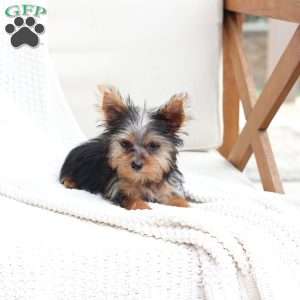 Daisy, Yorkie Puppy