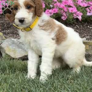 Dixie, Goldendoodle Puppy