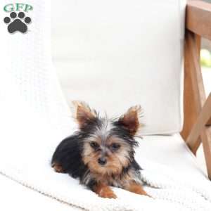 Daisy, Yorkie Puppy