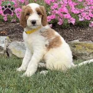 Dixie, Goldendoodle Puppy
