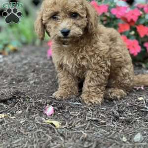 Bubbles, Shih-Poo Puppy