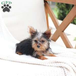 Daisy, Yorkie Puppy