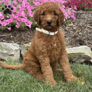Duke, Goldendoodle Puppy
