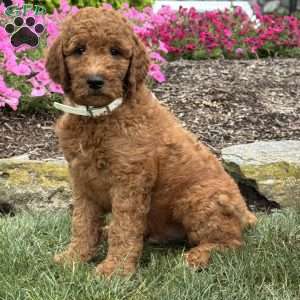 Duke, Goldendoodle Puppy