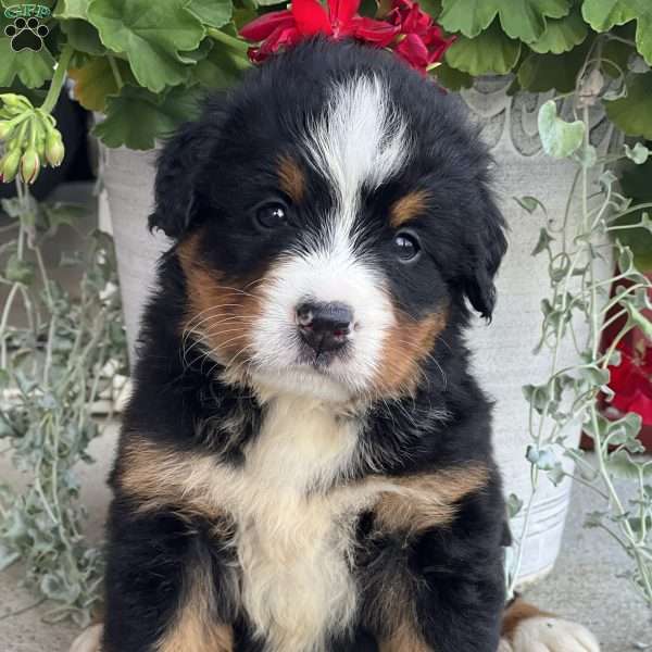 Dottie, Bernese Mountain Dog Puppy