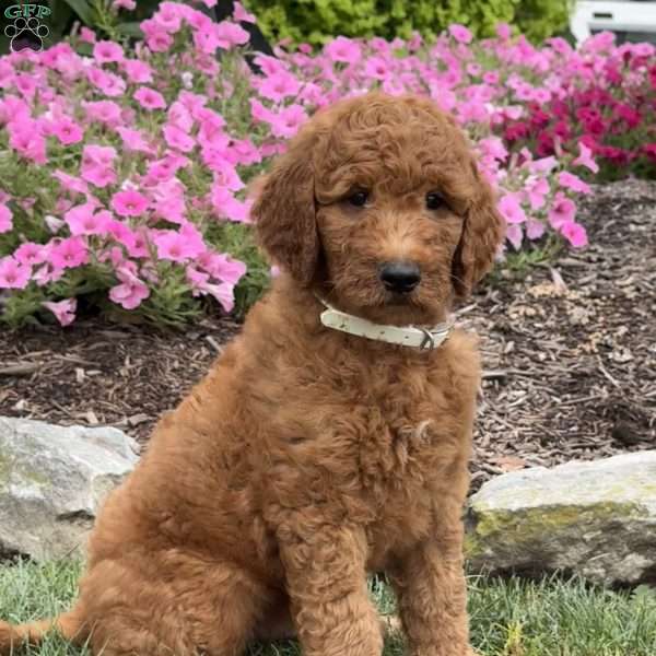 Duke, Goldendoodle Puppy