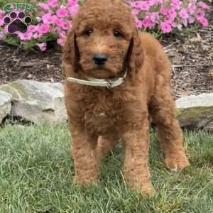 Duke, Goldendoodle Puppy
