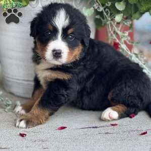 Dottie, Bernese Mountain Dog Puppy