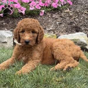 Duke, Goldendoodle Puppy