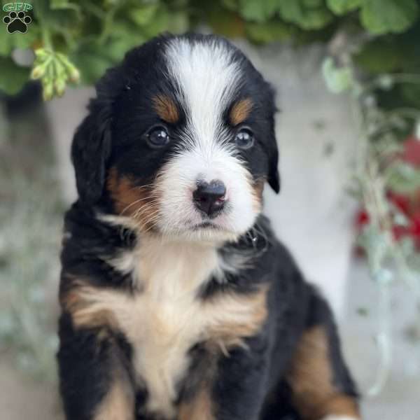Dimples, Bernese Mountain Dog Puppy