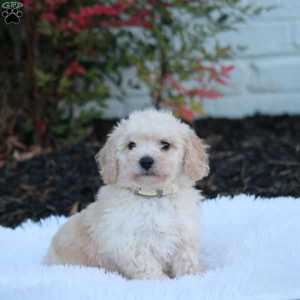 Nicky, Bich-Poo Puppy