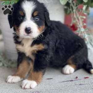 Dimples, Bernese Mountain Dog Puppy