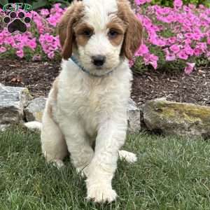 Dexter, Goldendoodle Puppy