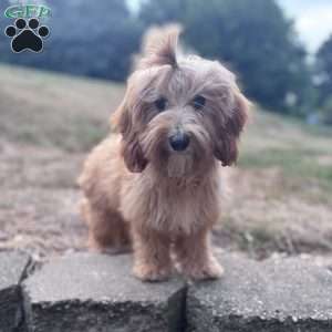 Bella, Cavapoo Puppy