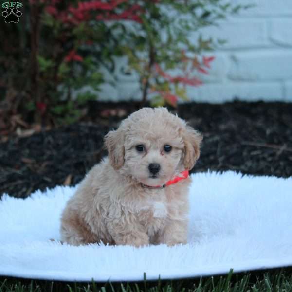 Nikita, Bich-Poo Puppy