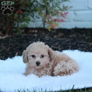 Nikita, Bich-Poo Puppy