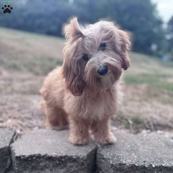 Bella, Cavapoo Puppy