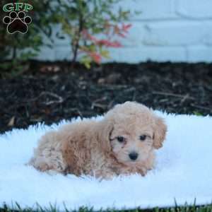 Nudge, Bich-Poo Puppy