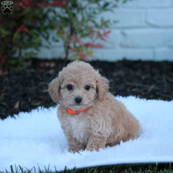 Nudge, Bich-Poo Puppy