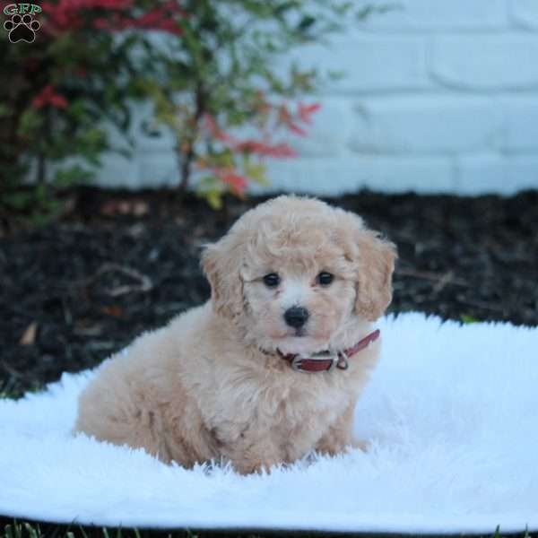 Nara, Bich-Poo Puppy