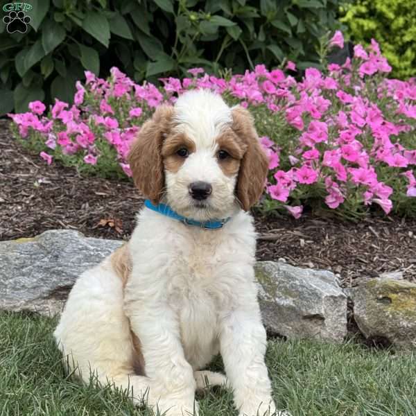 Dexter, Goldendoodle Puppy