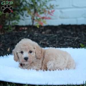Nara, Bich-Poo Puppy