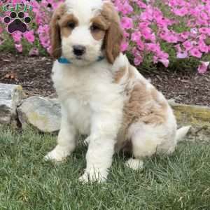 Dexter, Goldendoodle Puppy