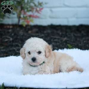 Nicole, Bich-Poo Puppy