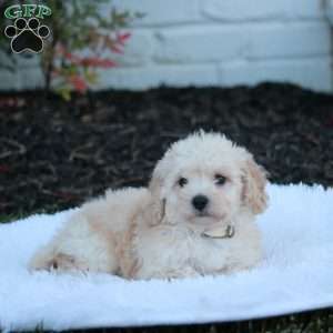 Nicky, Bich-Poo Puppy