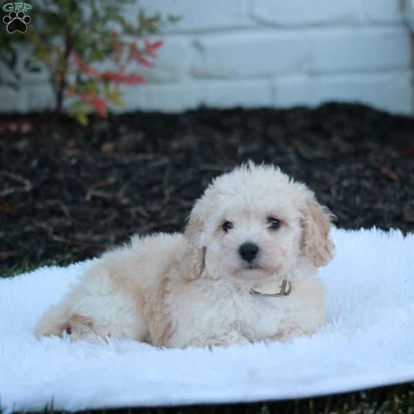 Nicky, Bich-Poo Puppy