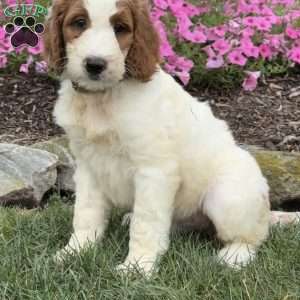 Diego, Goldendoodle Puppy