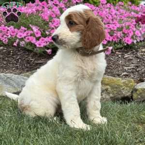 Diego, Goldendoodle Puppy