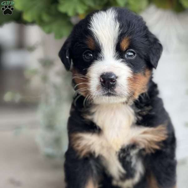 Drew, Bernese Mountain Dog Puppy
