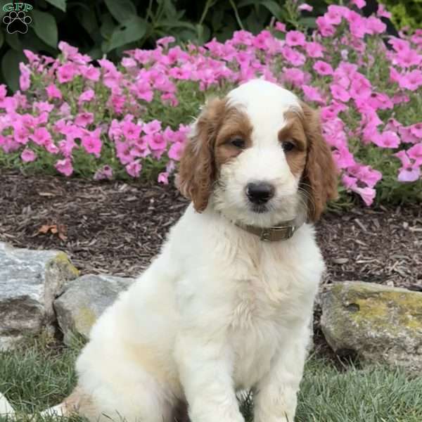 Diego, Goldendoodle Puppy