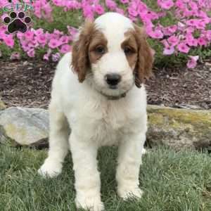 Diego, Goldendoodle Puppy