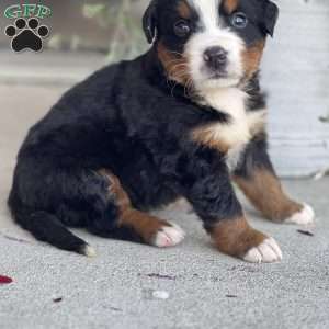 Drew, Bernese Mountain Dog Puppy