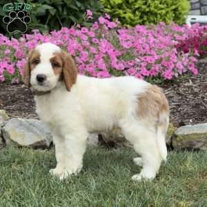 Diego, Goldendoodle Puppy