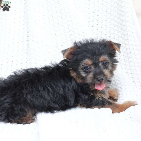 Moly, Yorkie Puppy