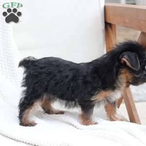 Bella, Yorkie Puppy