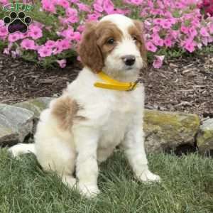 Dixie, Goldendoodle Puppy