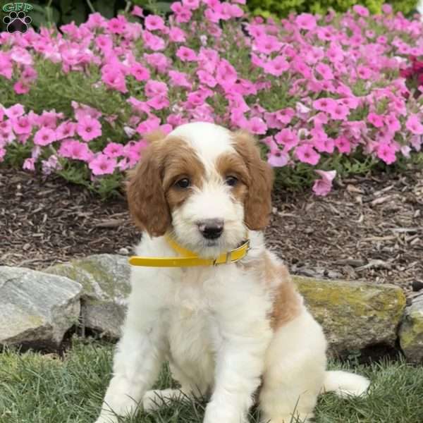 Dixie, Goldendoodle Puppy